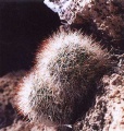 Mammillaria-manana.jpg