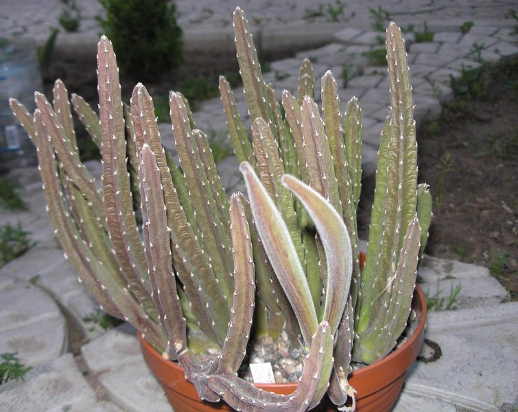 Файл:Stapelia asterias Ru.JPG