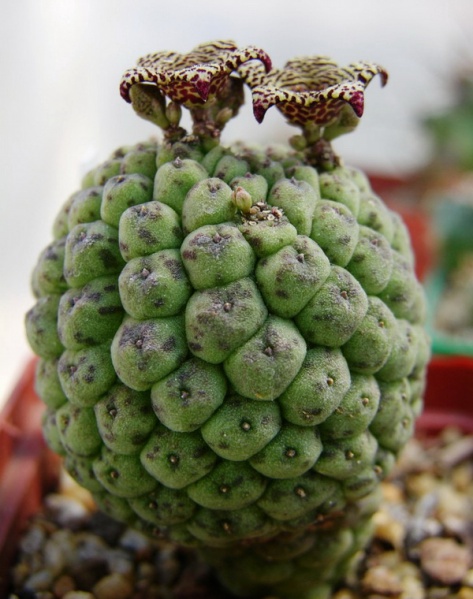 Файл:Triohocaulon cactiforme2.jpg