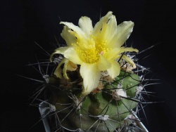 Copiapoa longispina