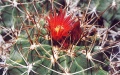 Ferocactus-echidne.jpg