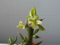 Adenia globosa Tim.JPG