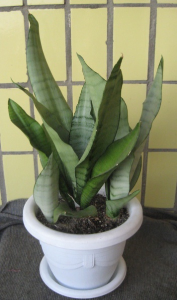 Файл:Sansevieria tr Moonshine Lez.jpg