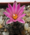 TURBINICARPUS PSEUDOMACROCHELE V.LAUSSERI1.JPG