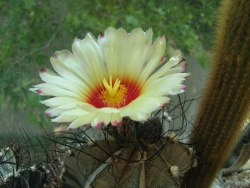 Astrophytum capricorne var.major