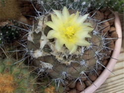 COPIAPOA hypogaea