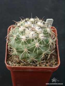 Coryphantha calipensis