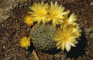 Sulcorebutia roberto2.jpg