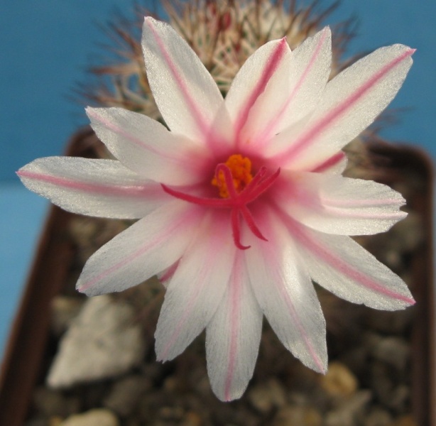 Файл:Mammillaria fraileana (Button & Rose) Boedeker 1933 004.JPG