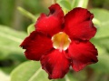 Adenium cv. 'Arrogant'.jpg