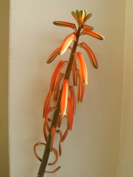 Файл:Aloe variegata.jpg