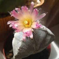 Astrophytum myriostigma tricostatum Bin.jpg
