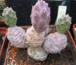 Cumulopuntia sp.