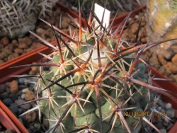 Coryphantha difficilis