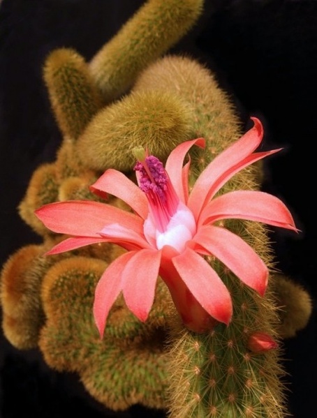 Файл:Hildewintera sp. fa. cristata.jpg