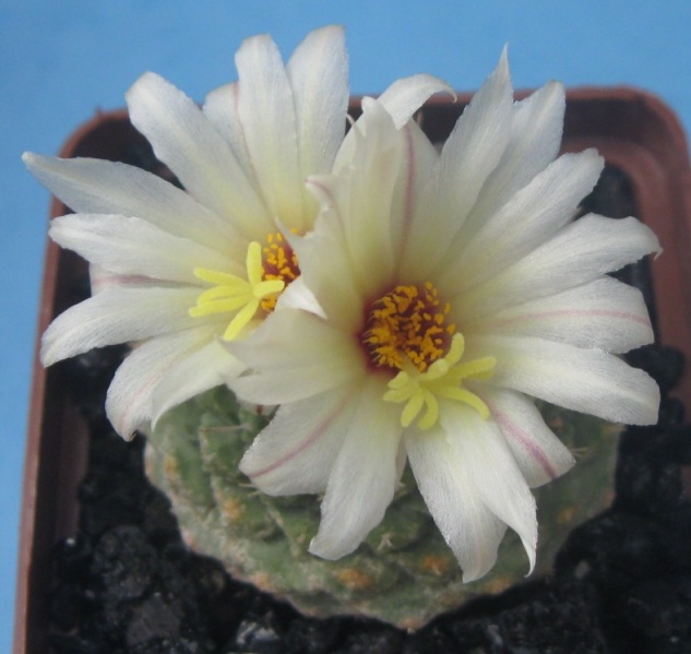 Файл:Strombocactus disciformis 211.1.4 30.03.2010 009.jpg
