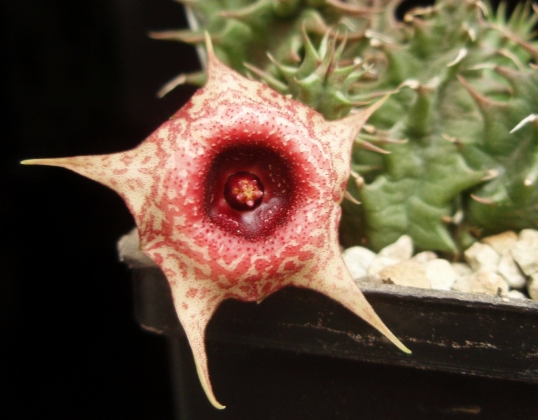 Файл:Huernia cv. 'Harasberge'.jpg