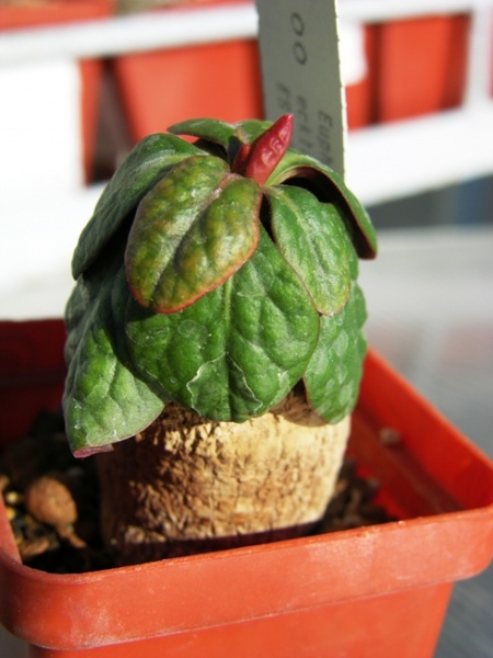 Файл:Euphorbia ecklonii ES1957(RSA cape province).JPG