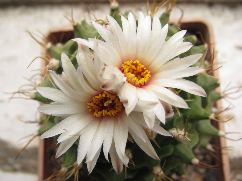 Файл:Obregonia denegrii.jpg