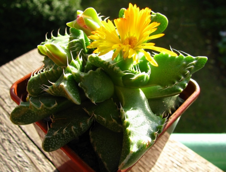 Файл:Faucaria tigrina.jpg