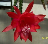 Aporocactus mal 1.jpg