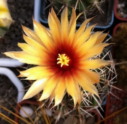 Coryphantha salinensis