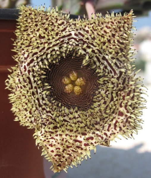 Файл:Huernia hystrix Mick.jpg