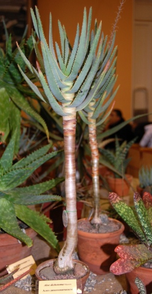Файл:Aloe dichotoma Masson.jpg
