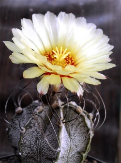 Astrophytum capricorne