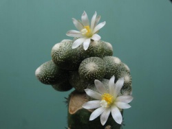 Blossfeldia subterranea