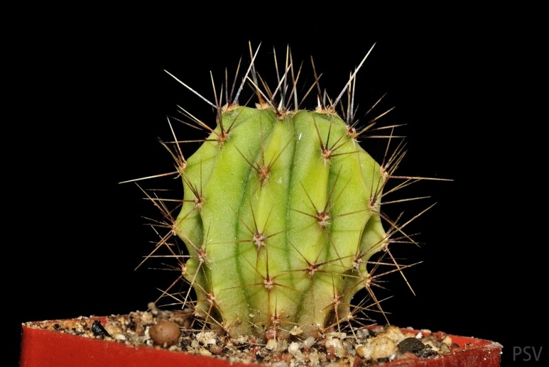 Файл:Echinopsis chacoana SP.jpg