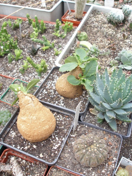 Файл:Euph. Primulifolia v. primulifolia.jpg