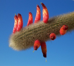 CLEISTOCACTUS flavescens