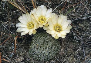 Sulcorebutia roberto1.jpg