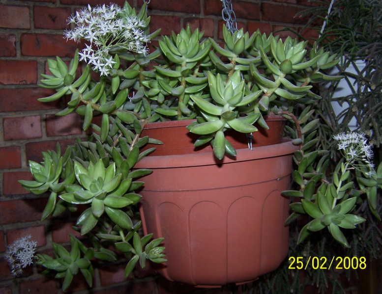Файл:Sedum nussbaumerianum.jpg