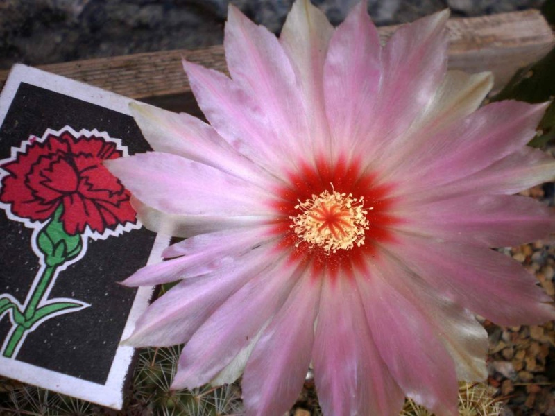 Файл:Thelocactus bicolor v. schwartzii Kovtun.jpg