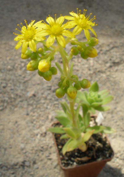 Файл:Aeonium sedifolium x simsii.jpg