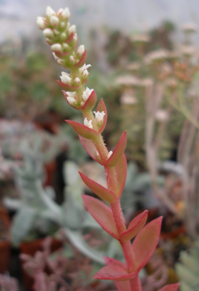 Файл:Crassula americana cv flame.jpg