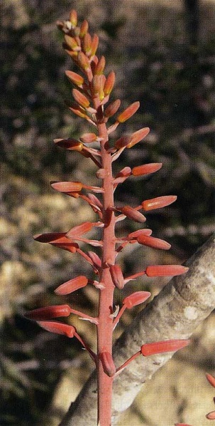 Файл:Aloe imalotensis2.jpg