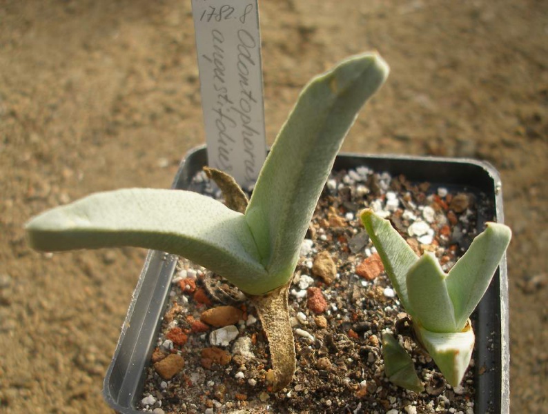 Файл:Odonthophorus angustifolius Iv.JPG