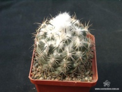 Coryphantha pycnacantha