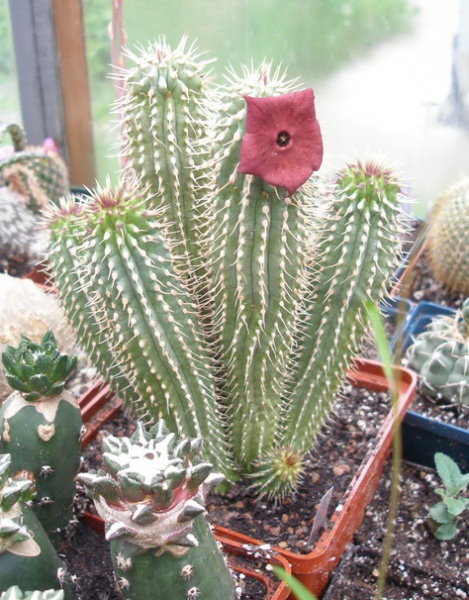 Файл:Hoodia rushii.jpg
