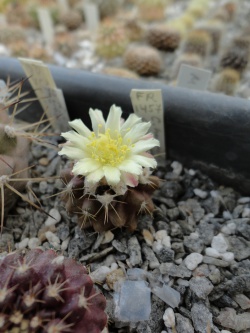 COPIAPOA humilis