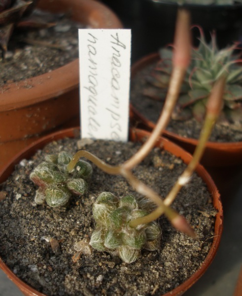 Файл:Anacampseros namaquensis Iv.jpg