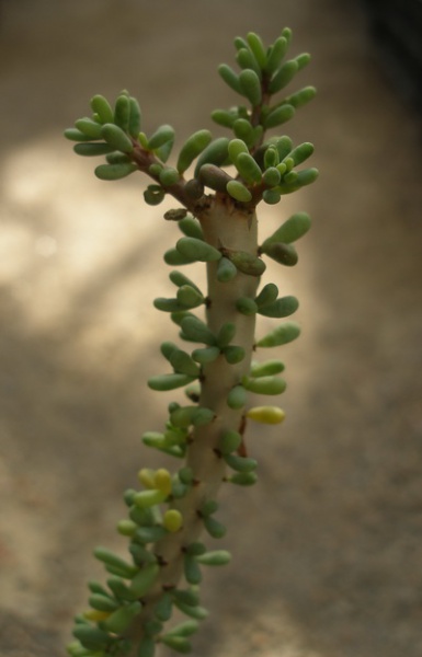 Файл:Ceraria namaquensis.jpg