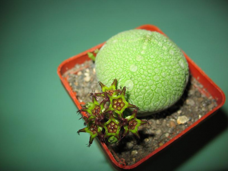 Файл:Pseudolithos migurtinus.jpg