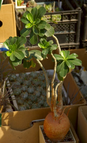 Файл:Adenium obesum.jpg.jpg