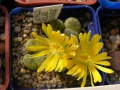 Мініатюра для версії від 11:11, 28 березня 2011