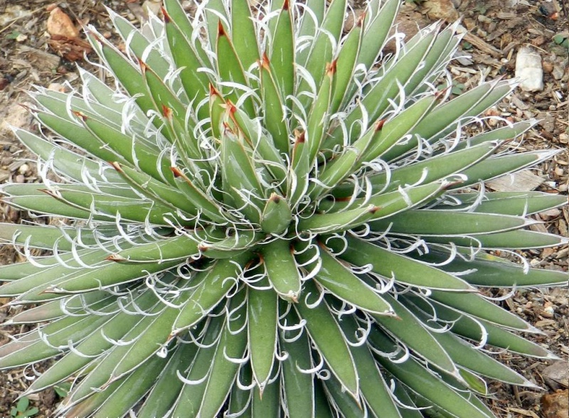 Файл:Agave filifera1.jpg
