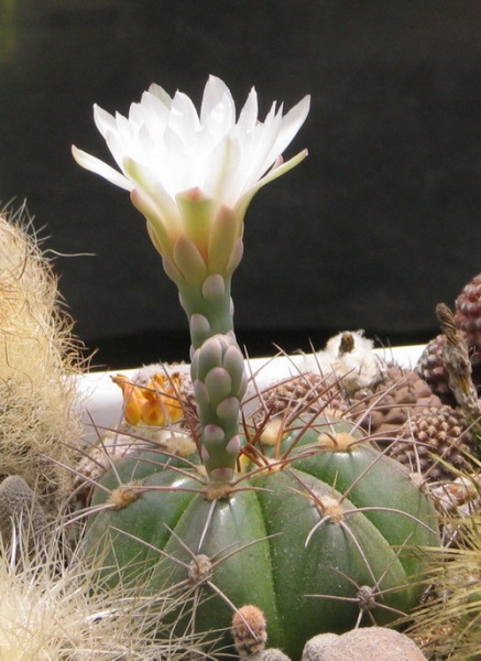 Файл:Gymnocalycium fleischerianum.jpg